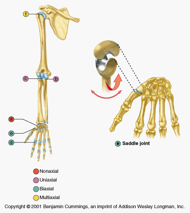 <p>Saddle Joint</p>
