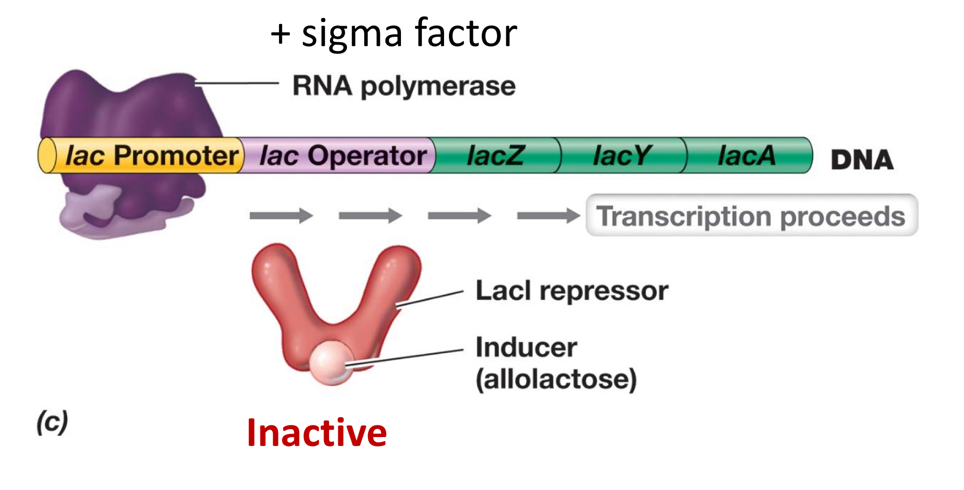 <ul><li><p>Specific repressor is <strong><em>deactivated</em></strong> when bound to effector, and repressor thus <strong><em>stops binding</em></strong> to operator, continuing transcription.</p></li><li><p>The final outcome is <strong><em>to continue making</em></strong>, so the effector must be an <strong><em>inducer</em></strong>.</p></li></ul><p></p>