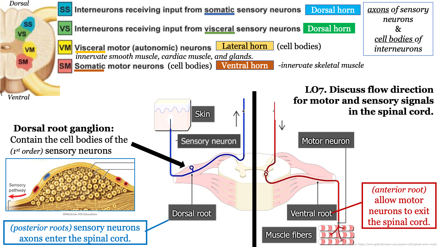 Interneurons receiving input from somatic sensory neurons; found in dorsal horn 