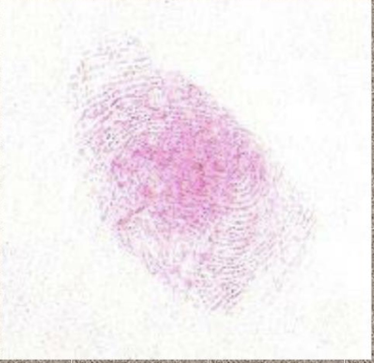 <p>-Professionals use a spray bottle but can also dip prints in it</p><p>-Reacts with amino acids</p><p>-Purple</p><p>-Non-toxic, easy to use</p>