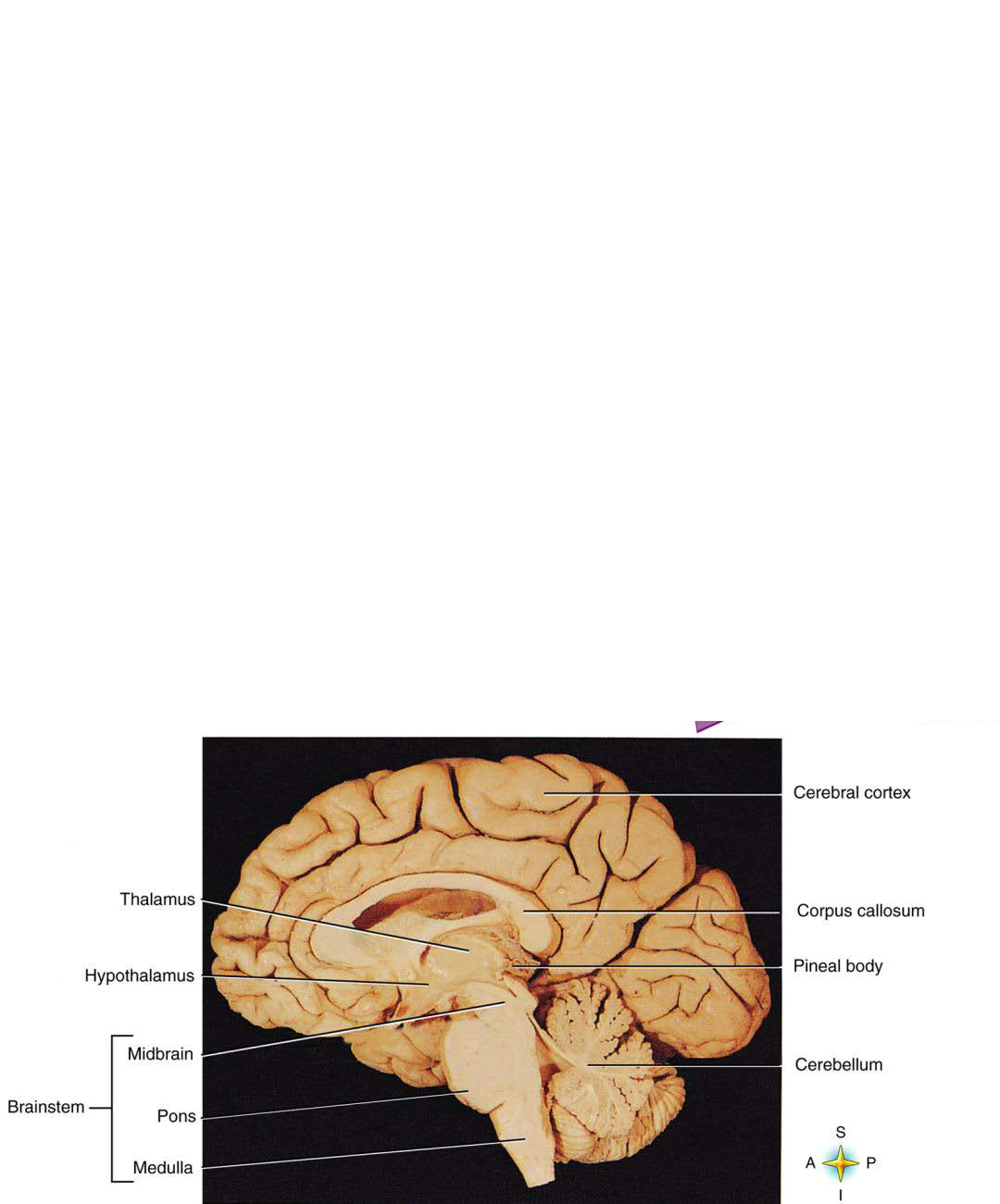 <p>What substance is the reticular formation in the medulla oblongata composed of?</p>