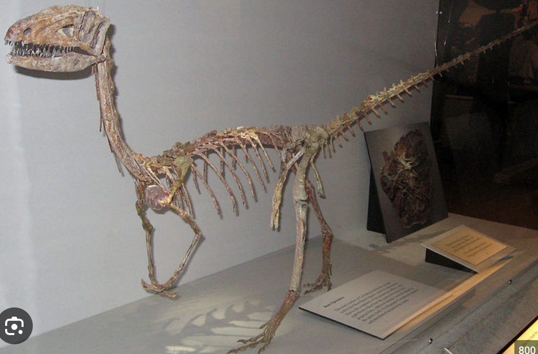 <p>Genus</p>