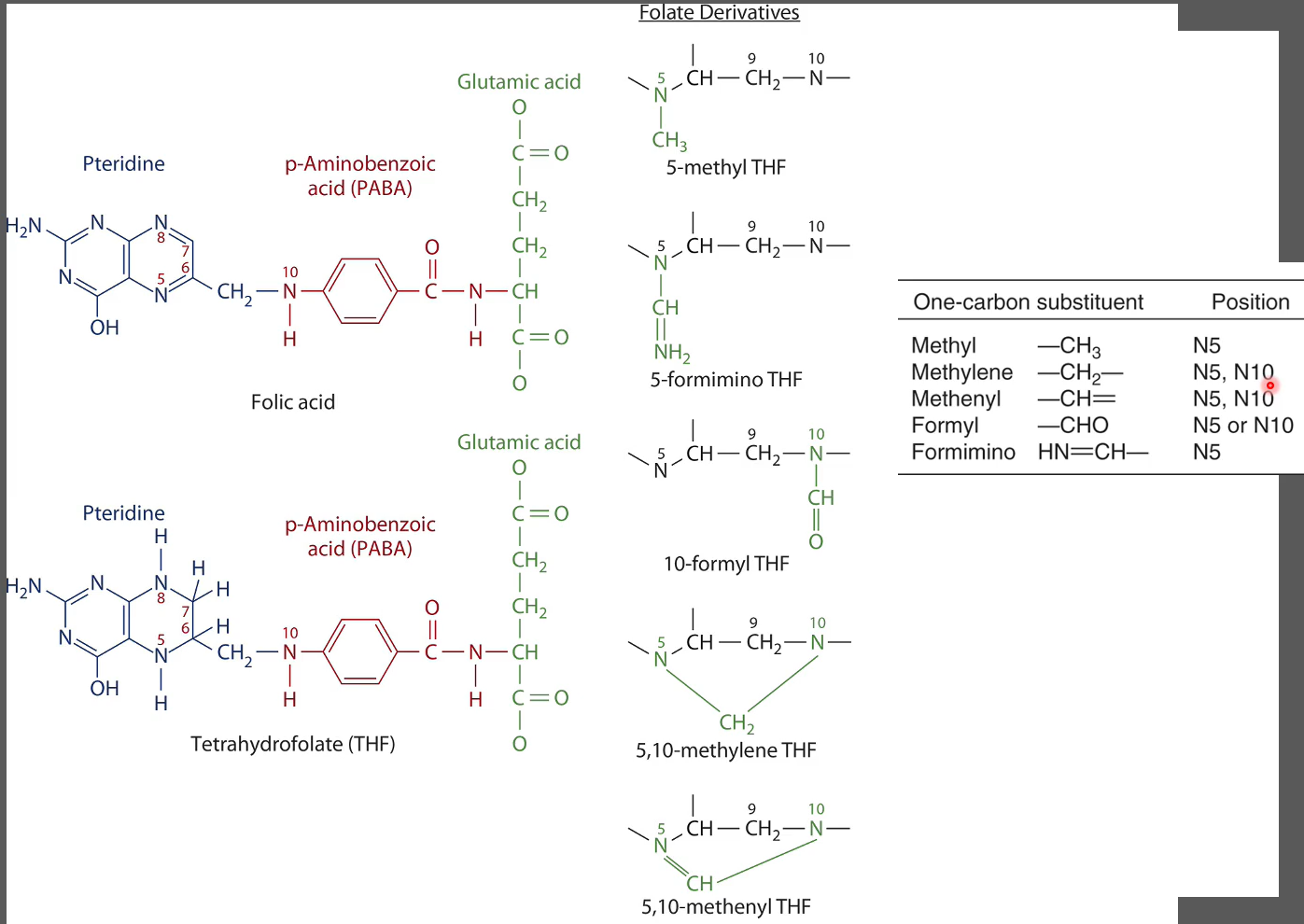 <ul><li><p>Folic Acid: Oxidzed form found in fortified foods and supplements</p></li><li><p>Folate: Reduced form found in naturally in foods and tissues</p></li></ul>