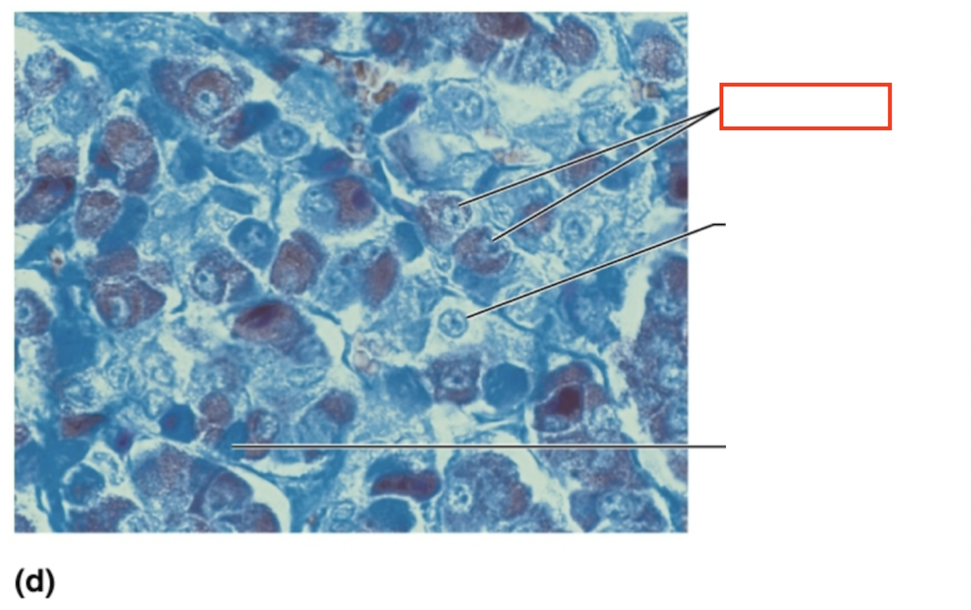 <p>What structure is highlighted?</p>