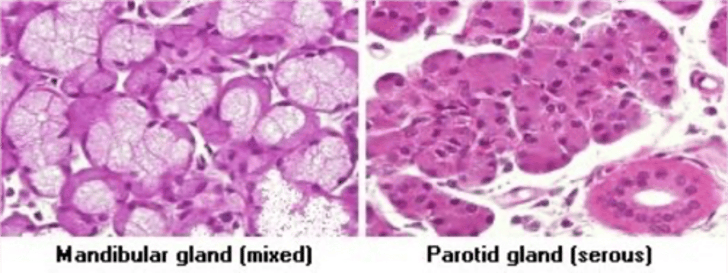 <p>both serous and mucous cells</p>