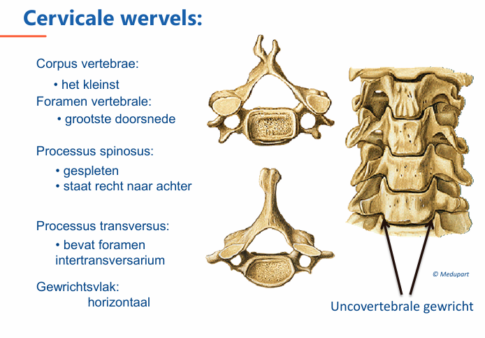 <p>klein, nauwelijks spinale zenuwen.</p><p>processi spinosi staat recht naar achter</p><p>a vertebralis</p><p>2 gaten voor vascularisatie: foramen intertransversaria</p><p>uncovertebrale gewricht:<strong> alleen op cervucaal niveau, bewegelijkheid.</strong></p>