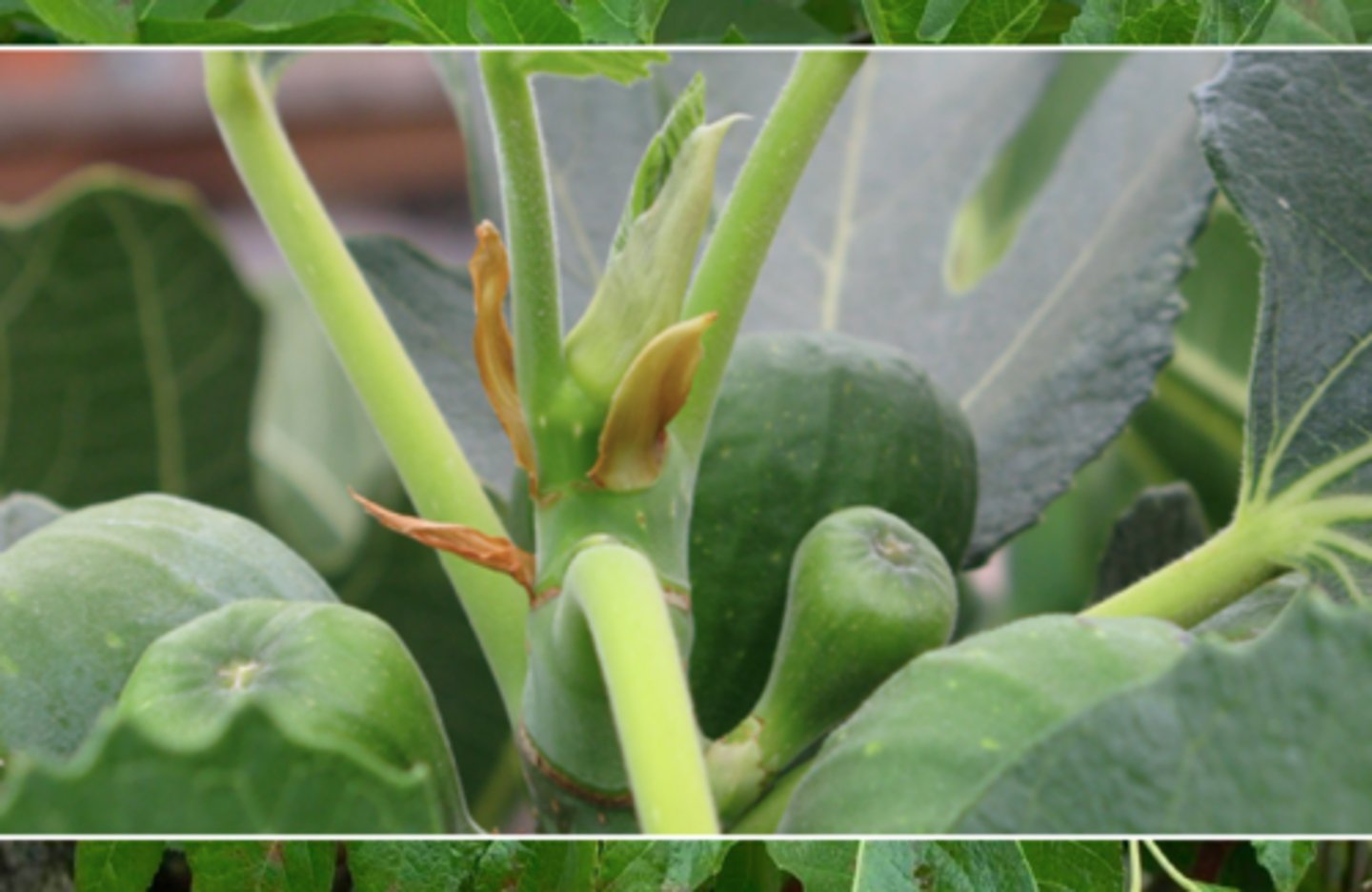 <p>form ringed scars around each node, in fig trees mostly</p>
