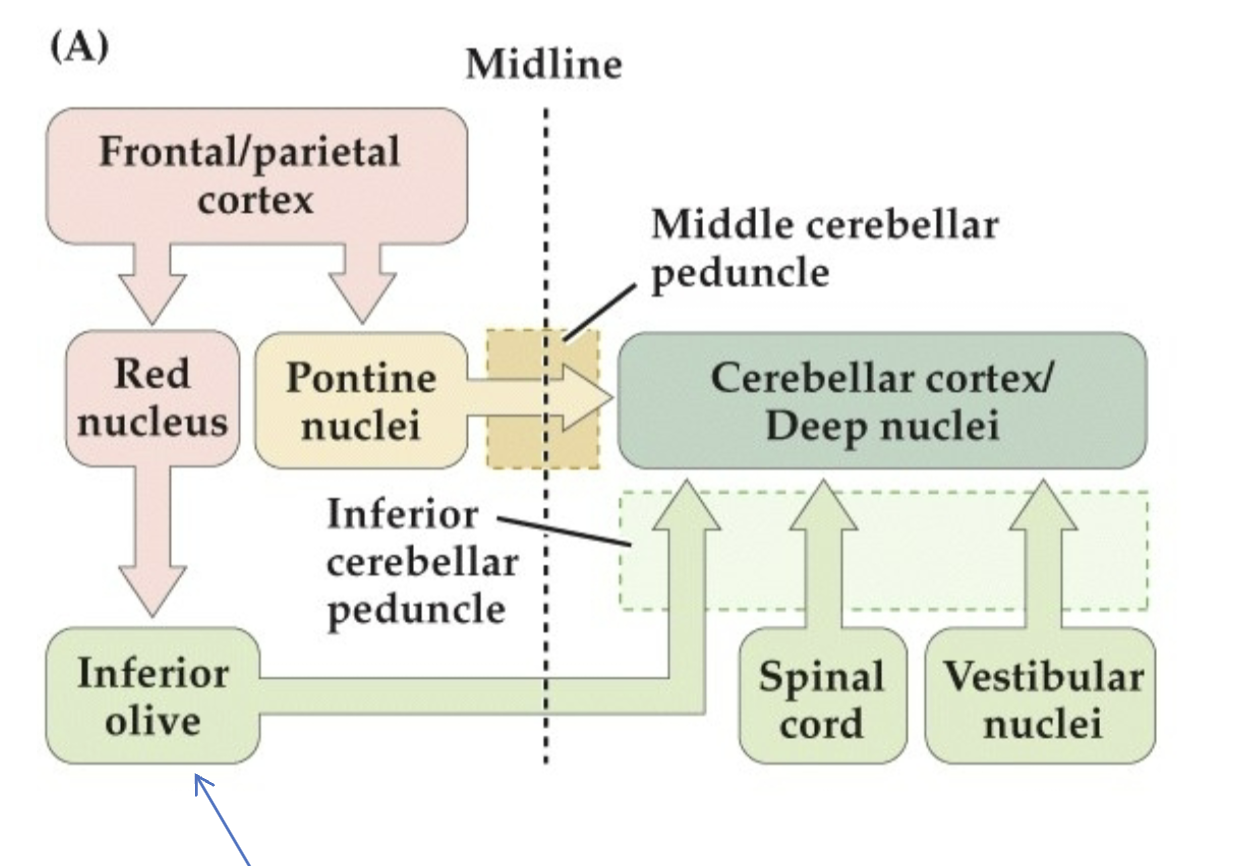 <p>Sensory information from the<strong> spinal cord </strong>and vestibular nuclei (<strong>brain stem</strong>)</p>
