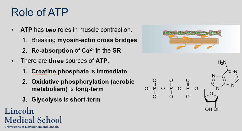 <ol><li><p>The two roles of ATP in muscle contraction are breaking myosin-actin cross bridges and re-absorption of Ca2+ in the SR.</p></li><li><p>The three sources of ATP in muscle cells are creatine phosphate (immediate), oxidative phosphorylation (aerobic metabolism, long-term), and glycolysis (short-term).</p></li></ol>