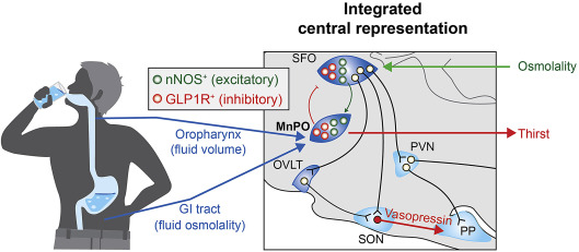 <p>Osmoreceptors: Are found in the Carotid Artery and the Hypothalamus, and help monitor blood water levels</p><p>Baroreceptors: Are also found in the Carotid Artery and Aorta, and detect blood pressure changes</p><p>Proprioceptors: Are found in the muscles and joints, and send information about body movement and balance to the brain</p>