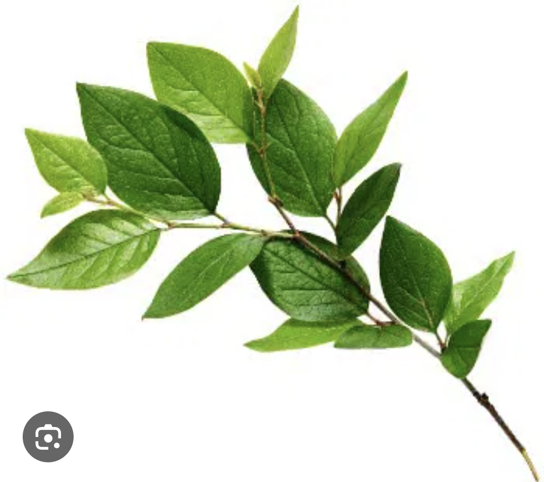 <p>Leaves </p>