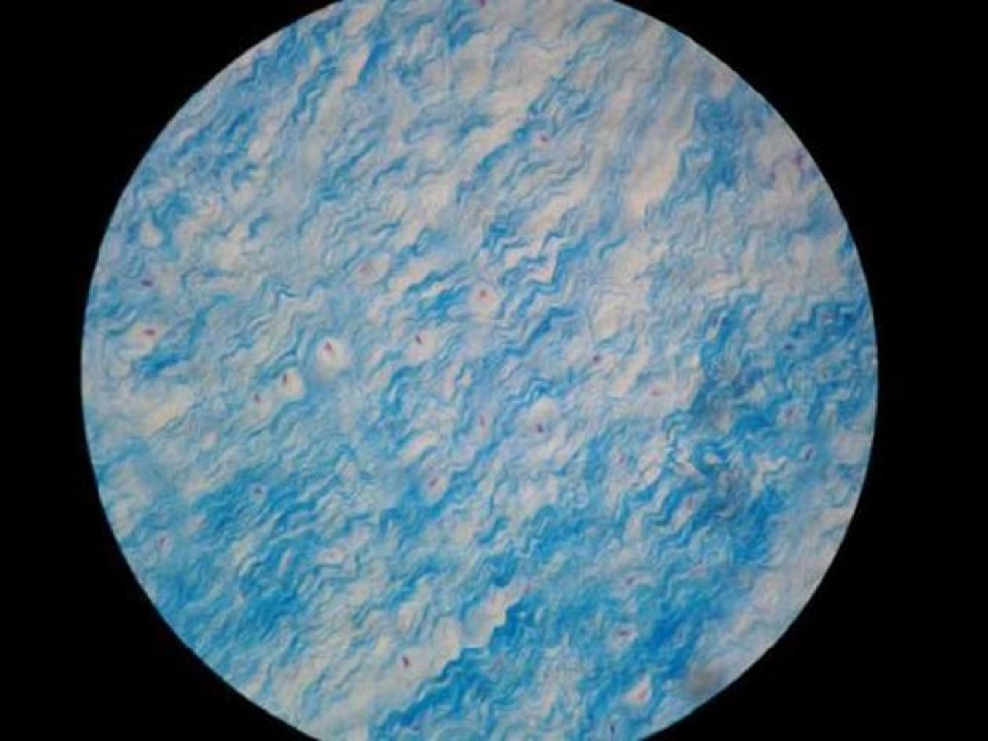 <p>Location: Pads between the vertebrae and cushions bones of the knees and pelvic girdle</p><p>Function: Shock absorber (*usually looks wavy, small dark spots are chondrocytes)</p>