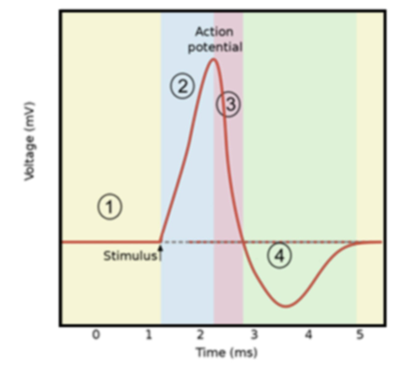 <p>Name and describe what is occurring in the neuron cell membrane in phase 3 of the diagram. Include the charge of the membrane during this phase.</p>