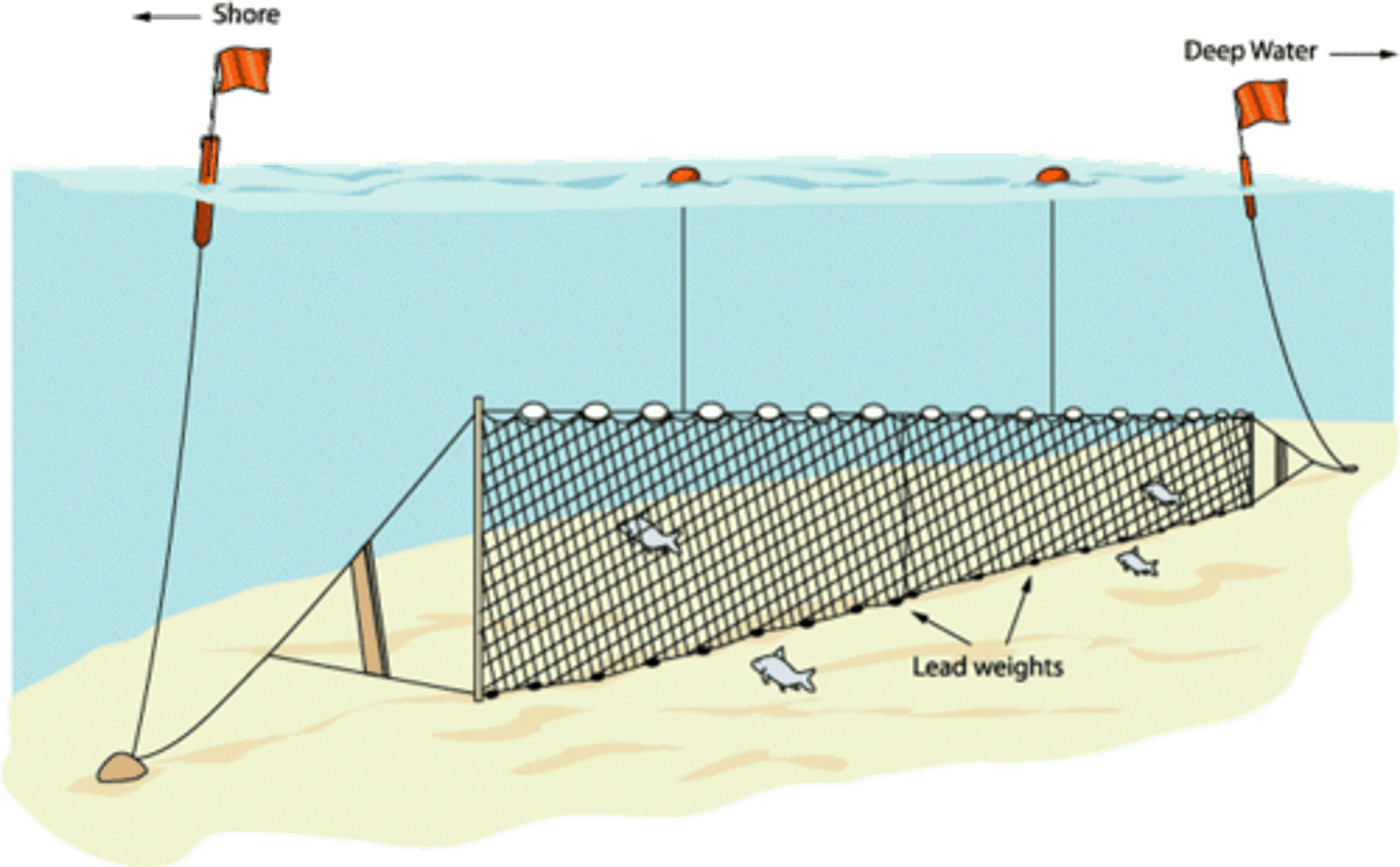 <p>curtains of netting suspended by a system of floats and weights; they can be anchored to the seafloor or allowed to float at the surface, net is almost invisible to fish, so they swim right into it</p>