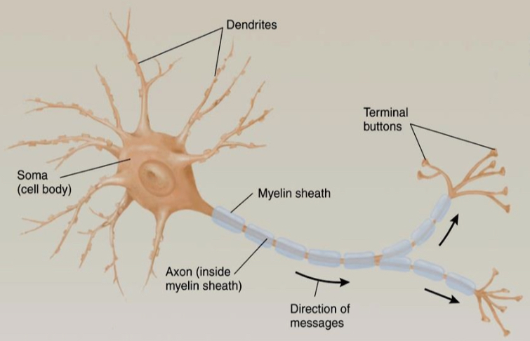 <ul><li><p>many proteins on the cell membrane act as receptors (sensors). They are sensitive to some aspects of the extra cellular environment</p></li><li><p>Cells use receptorsto detect and pul in nutrients (sugars, fats, vitamins,etc.)</p></li><li><p>Neurons put receptors on their cell membranes, primarily on dentrites, to sense these stimuli, to gain a better understanding of the world around them </p></li></ul><p></p>