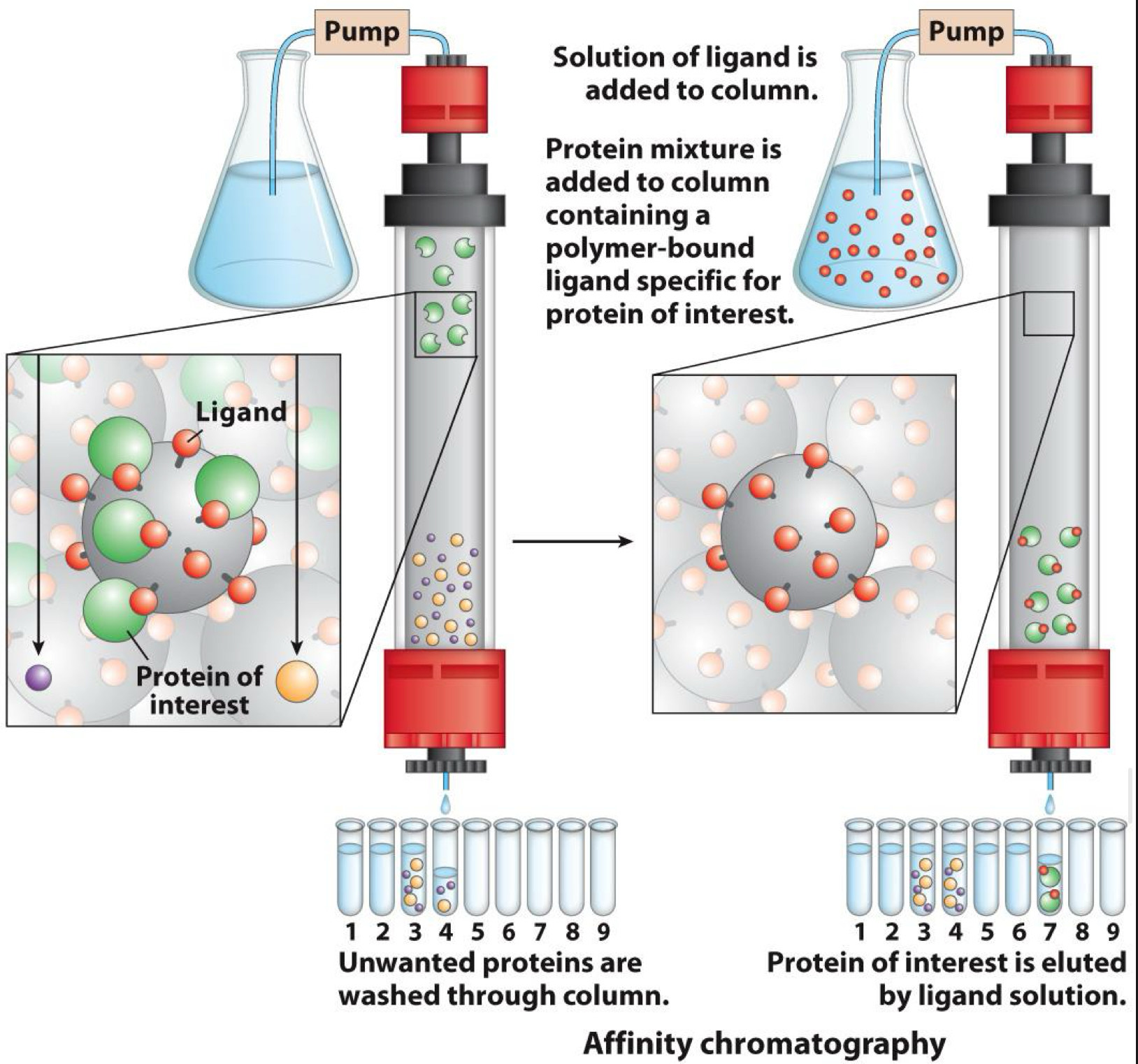 <p><span><br>Separates by binding ability</span><br><span>Solid phase has ligand</span><br><span>Ligand binds to (has affinity for) a target on protein</span><br><span>One target is histidine tag added by genetic modification</span></p>