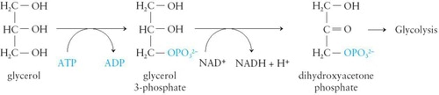 <p>Converted to dihydroxyacetone phosphate for glycolysis.</p>