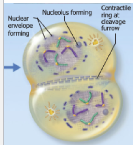 <p>begins as chromosomal movement stops, chromosomes at opposite poles of the cell uncoil, and a new nuclear membrane form </p>