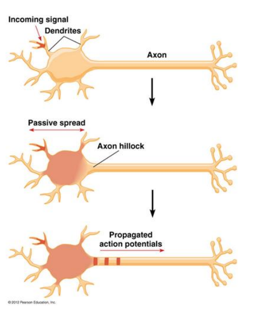 <p>• Dendrites receive signals from previous neurons </p><p>→ changes the potential of the cell membrane at the target cell</p><p> → this will generate an Action Potential at the point where axon leaves the cell body (Axon hillock) </p><p>  → Action Potential spreads along the Axon to axon terminals</p>