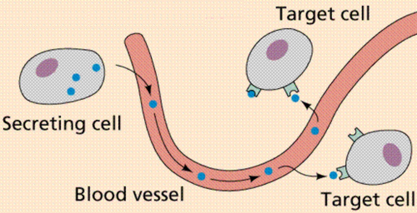 <p>secreted molecules diffuse into the bloodstream and trigger responses in target cells anywhere in the body</p>