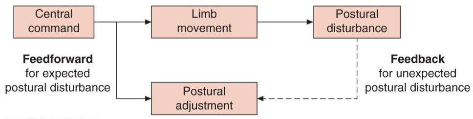 <p>balance control</p><p>feedback control</p><p>feed-forward control</p><p>most fxl tasks require all 3 aspects of balance control at some point</p>