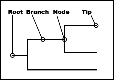 <p> Is the base if the tree represents the common ancestor to all groups in the tree</p>
