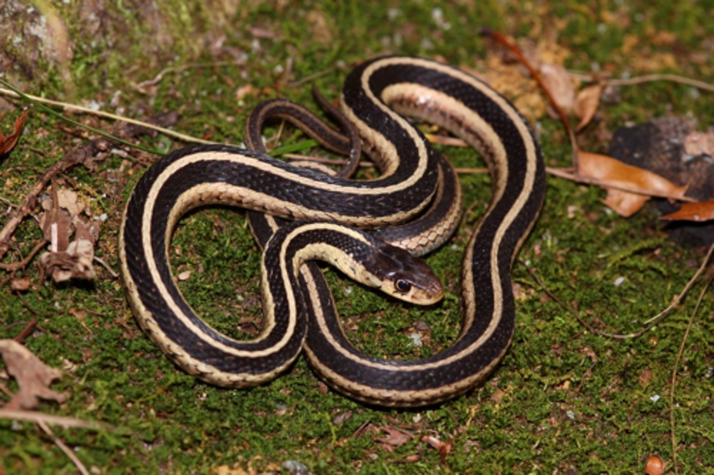 <p>Snakes (8 facts)</p><p>- 1 Diet/Prey</p><p>- 2 Size/Color</p><p>- 1 Location</p><p>- 1 Predators</p><p>- 3 Other</p>