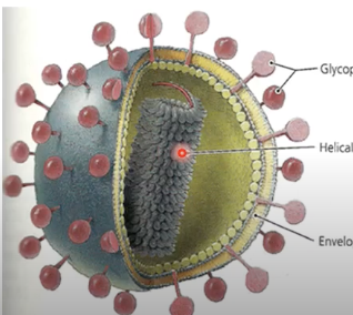 <p>Identify the type of virus shown.</p>