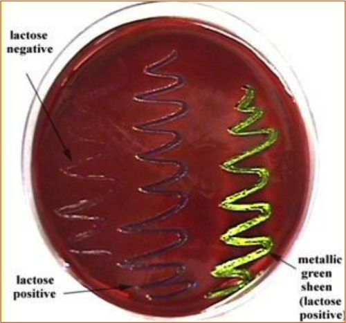 <p>EMB- Eosin Methylene Blue&nbsp;</p>