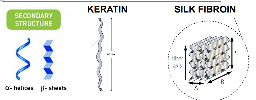 <p>Keratin (Alpha helix)</p><p>Silk Fibroin (Beta Pleated Sheet)</p>