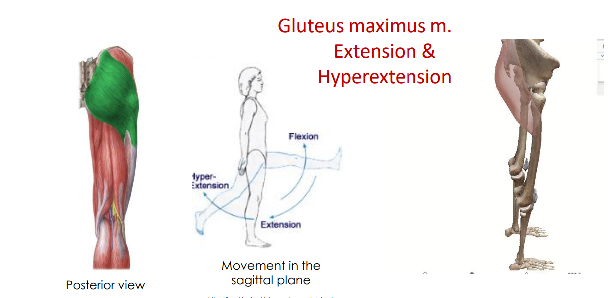 <p>- movement at the hip joint</p><p>- movement in sagittal plane</p><p>- posterior surface</p><p>ANIMATION ON SLIDE 35</p>