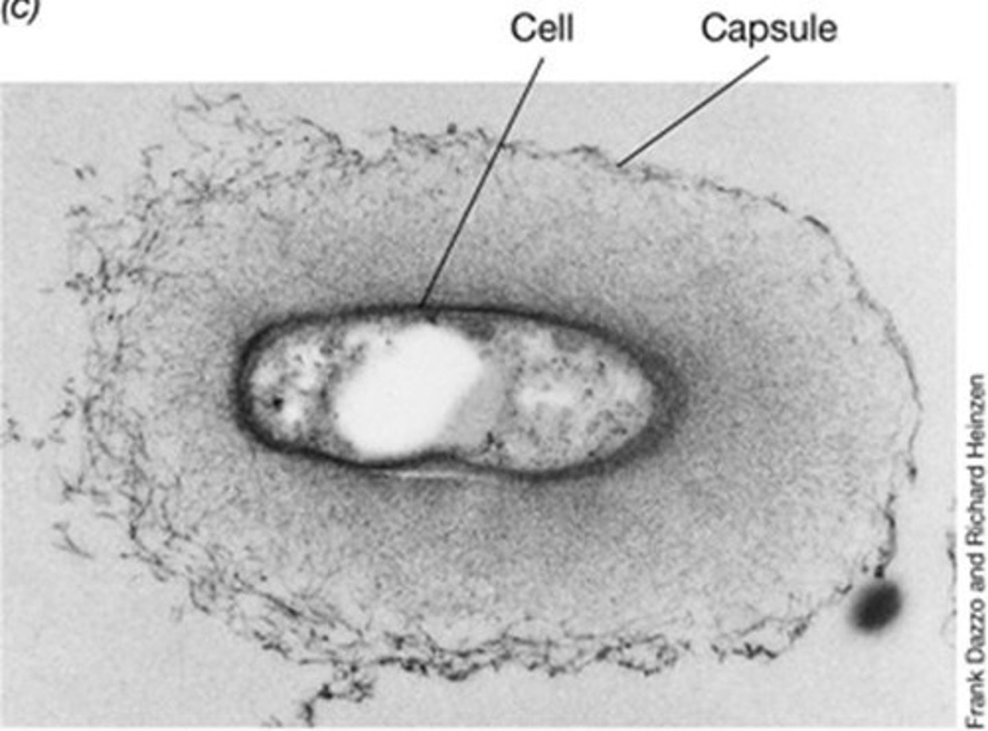 <p>A well-organized and firmly attached form of glycocalyx.</p>