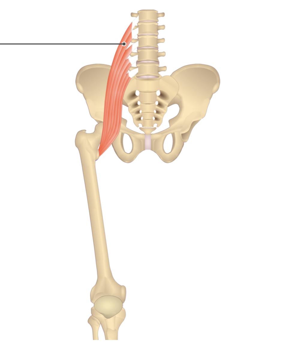 <p></p><p>origin: transverse process of lumbar vertebrae</p><p>insertion: iliopsoas muscle</p>