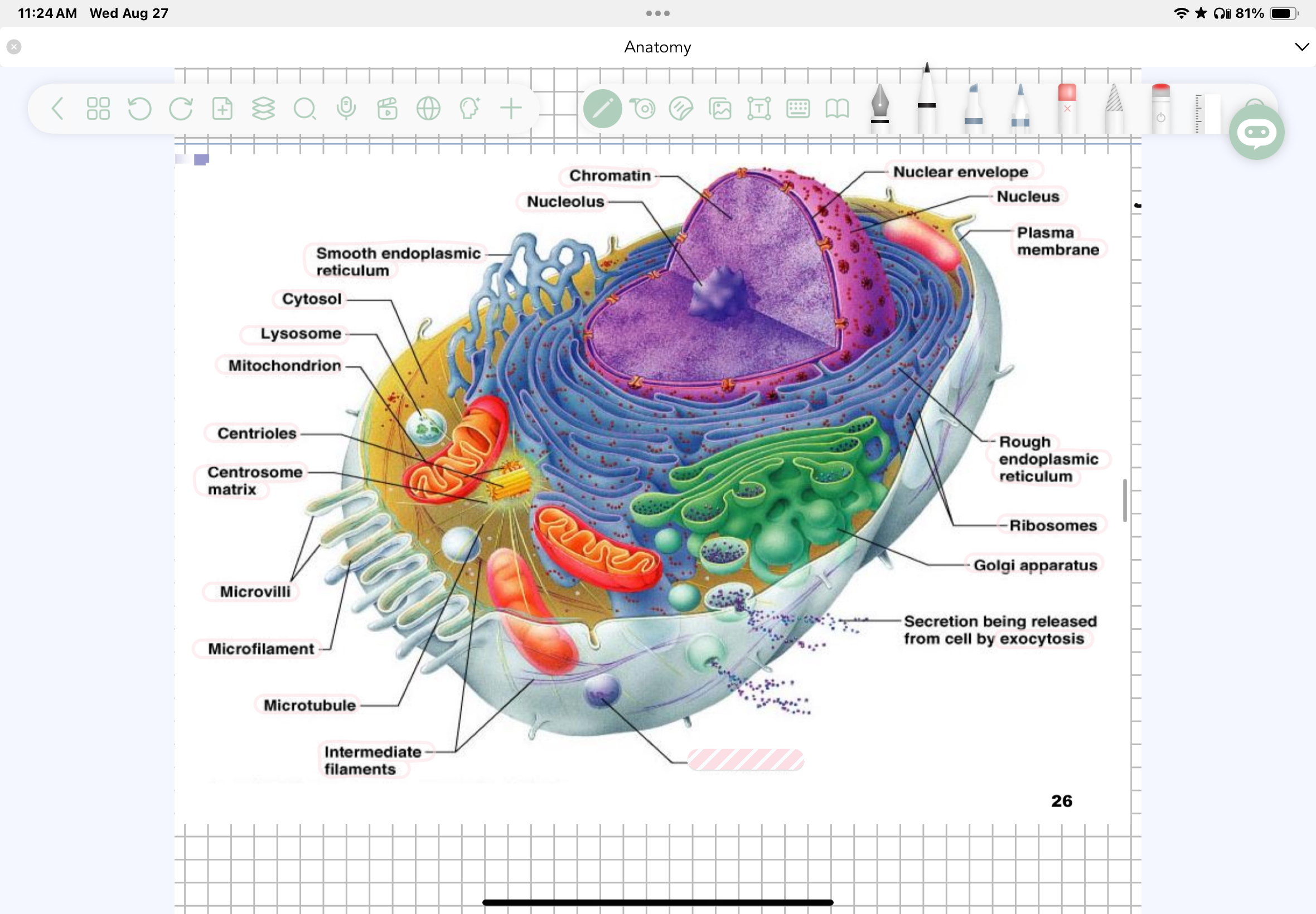 term image