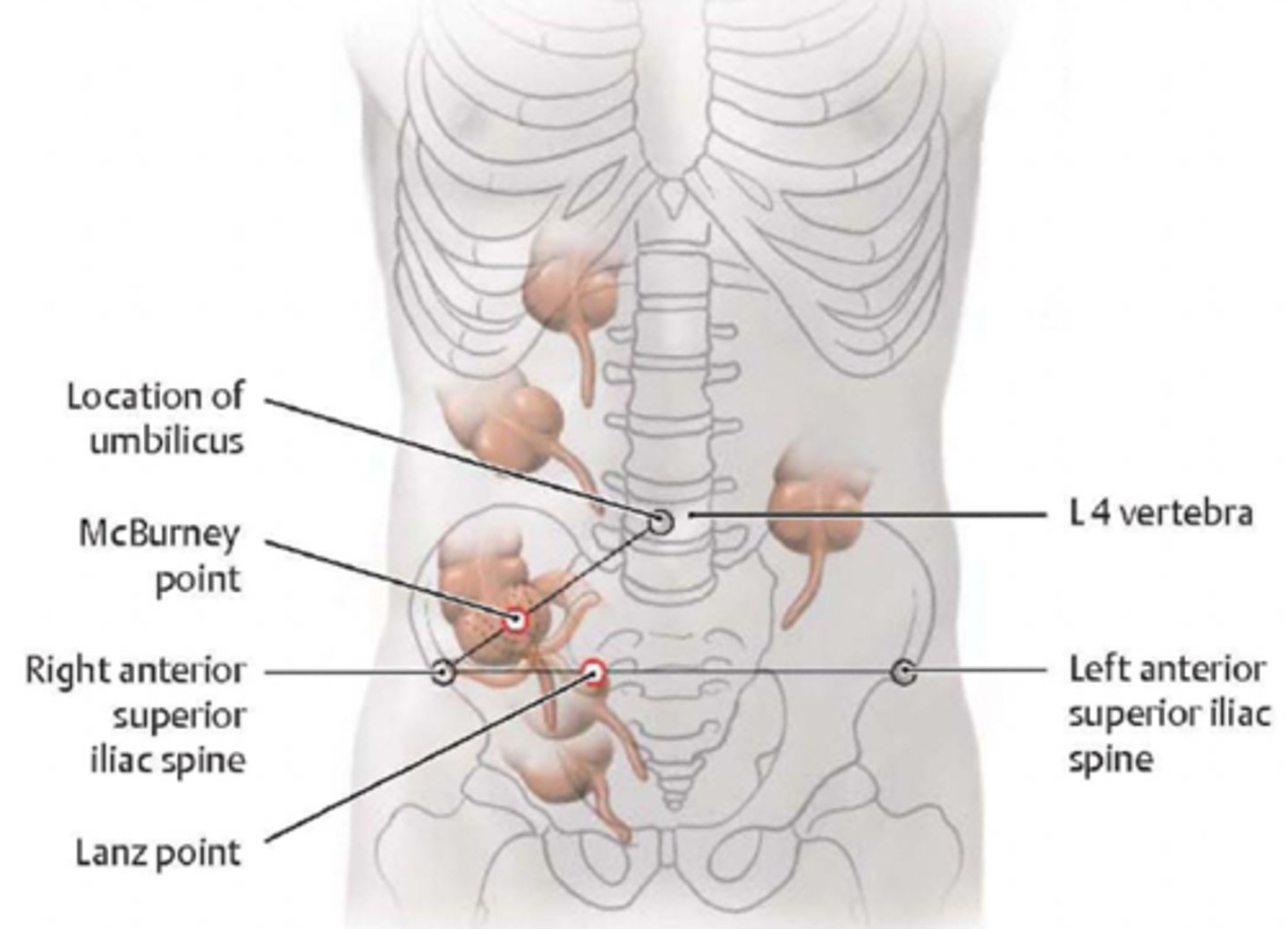 <p>McBurney's point: 2/3 between belly button and ASIS</p><p>Note that location is variable</p>