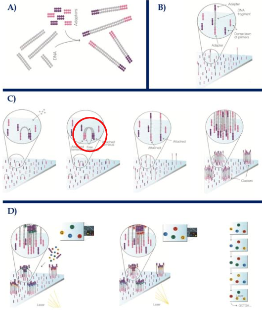 <ul><li><p>Reversible-terminator sequencers generating shorter reads (35-150b) but larger genome coverages</p><p></p></li></ul><p></p>