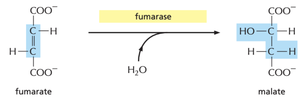 * fumarase converts fumarate to malate by adding water across the C=C bond forming a hydroxyl group
* facilitating the oxidation in step 8 by avoiding necessity for C≡C formation