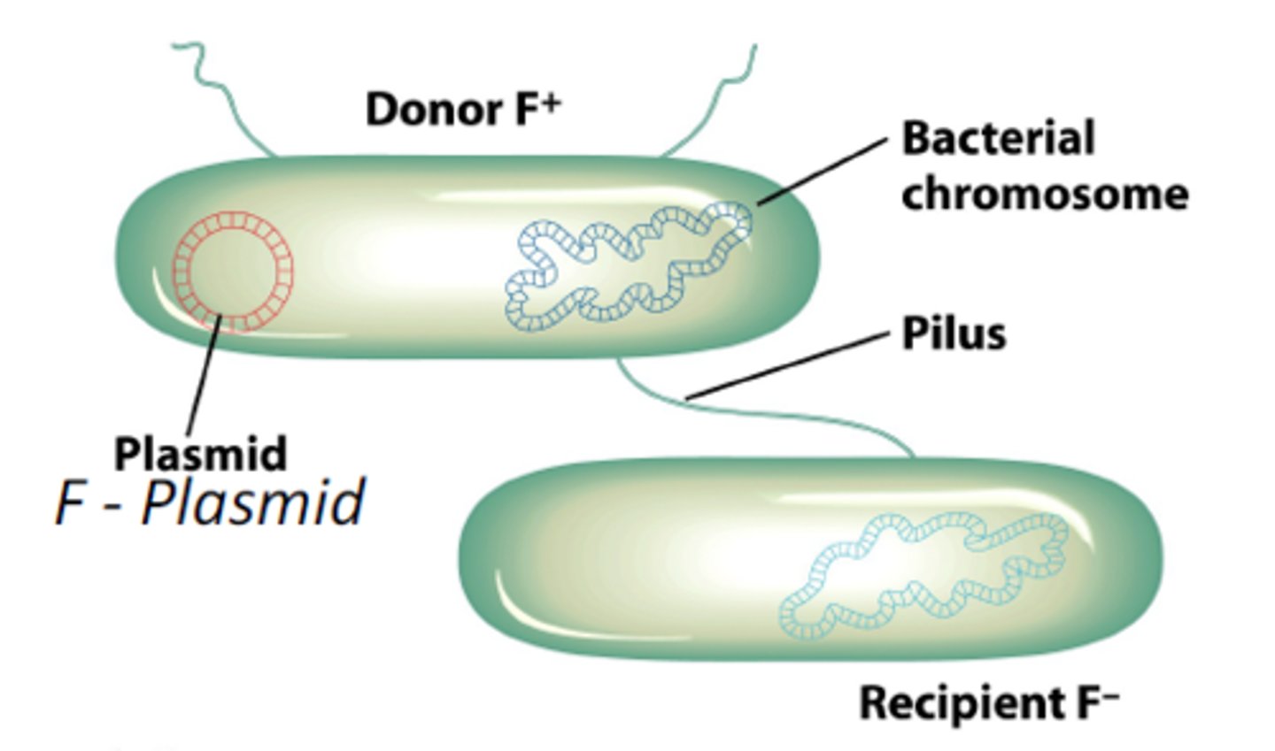 <p>bacterial exchange of genes between individual cells- sexual reproduction</p>