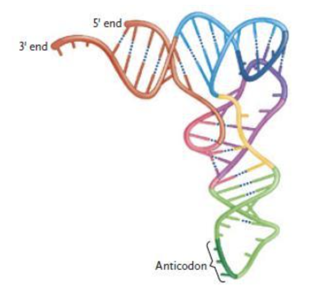 <p><span style="background-color: transparent; font-family: "Times New Roman", serif;"><span>The structure in the figure above represents a molecule of ____.</span></span></p><table style="min-width: 75px;"><colgroup><col style="min-width: 25px;"><col style="min-width: 25px;"><col style="min-width: 25px;"></colgroup><tbody><tr><td colspan="1" rowspan="1" style="vertical-align: top; overflow: hidden; overflow-wrap: break-word;"><p><span style="background-color: transparent;"><span> </span></span></p></td><td colspan="1" rowspan="1" style="vertical-align: top; padding: 1.5pt 0pt; overflow: hidden; overflow-wrap: break-word;"><p><span style="background-color: transparent; font-family: "Times New Roman", serif;"><span>a. </span></span></p></td><td colspan="1" rowspan="1" style="vertical-align: top; padding: 1.5pt 20pt 1.5pt 0pt; overflow: hidden; overflow-wrap: break-word;"><p><span style="background-color: transparent; font-family: "Times New Roman", serif;"><span>pre-mRNA</span></span></p></td></tr><tr><td colspan="1" rowspan="1" style="vertical-align: top; overflow: hidden; overflow-wrap: break-word;"><p><span style="background-color: transparent;"><span> </span></span></p></td><td colspan="1" rowspan="1" style="vertical-align: top; padding: 1.5pt 0pt; overflow: hidden; overflow-wrap: break-word;"><p><span style="background-color: transparent; font-family: "Times New Roman", serif;"><span>b. </span></span></p></td><td colspan="1" rowspan="1" style="vertical-align: top; padding: 1.5pt 20pt 1.5pt 0pt; overflow: hidden; overflow-wrap: break-word;"><p><span style="background-color: transparent; font-family: "Times New Roman", serif;"><span>tRNA</span></span></p></td></tr><tr><td colspan="1" rowspan="1" style="vertical-align: top; overflow: hidden; overflow-wrap: break-word;"><p><span style="background-color: transparent;"><span> </span></span></p></td><td colspan="1" rowspan="1" style="vertical-align: top; padding: 1.5pt 0pt; overflow: hidden; overflow-wrap: break-word;"><p><span style="background-color: transparent; font-family: "Times New Roman", serif;"><span>c. </span></span></p></td><td colspan="1" rowspan="1" style="vertical-align: top; padding: 1.5pt 20pt 1.5pt 0pt; overflow: hidden; overflow-wrap: break-word;"><p><span style="background-color: transparent; font-family: "Times New Roman", serif;"><span>snRNA</span></span></p></td></tr><tr><td colspan="1" rowspan="1" style="vertical-align: top; overflow: hidden; overflow-wrap: break-word;"><p><span style="background-color: transparent;"><span> </span></span></p></td><td colspan="1" rowspan="1" style="vertical-align: top; padding: 1.5pt 0pt; overflow: hidden; overflow-wrap: break-word;"><p><span style="background-color: transparent; font-family: "Times New Roman", serif;"><span>d. </span></span></p></td><td colspan="1" rowspan="1" style="vertical-align: top; padding: 1.5pt 20pt 1.5pt 0pt; overflow: hidden; overflow-wrap: break-word;"><p><span style="background-color: transparent; font-family: "Times New Roman", serif;"><span>mRNA</span></span></p></td></tr><tr><td colspan="1" rowspan="1" style="vertical-align: top; overflow: hidden; overflow-wrap: break-word;"><p><span style="background-color: transparent;"><span> </span></span></p></td><td colspan="1" rowspan="1" style="vertical-align: top; padding: 1.5pt 0pt; overflow: hidden; overflow-wrap: break-word;"><p><span style="background-color: transparent; font-family: "Times New Roman", serif;"><span>e. </span></span></p></td><td colspan="1" rowspan="1" style="vertical-align: top; padding: 1.5pt 20pt 1.5pt 0pt; overflow: hidden; overflow-wrap: break-word;"><p><span style="background-color: transparent; font-family: "Times New Roman", serif;"><span>rRNA</span></span></p></td></tr></tbody></table><p></p>