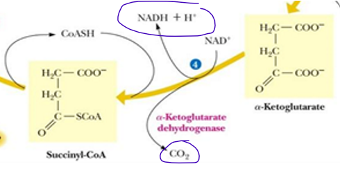 <p>NADH is made </p><p>CO2 is released </p>