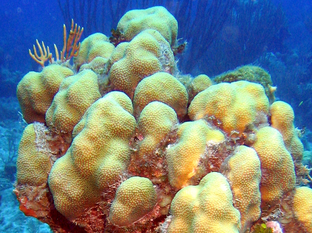 term image