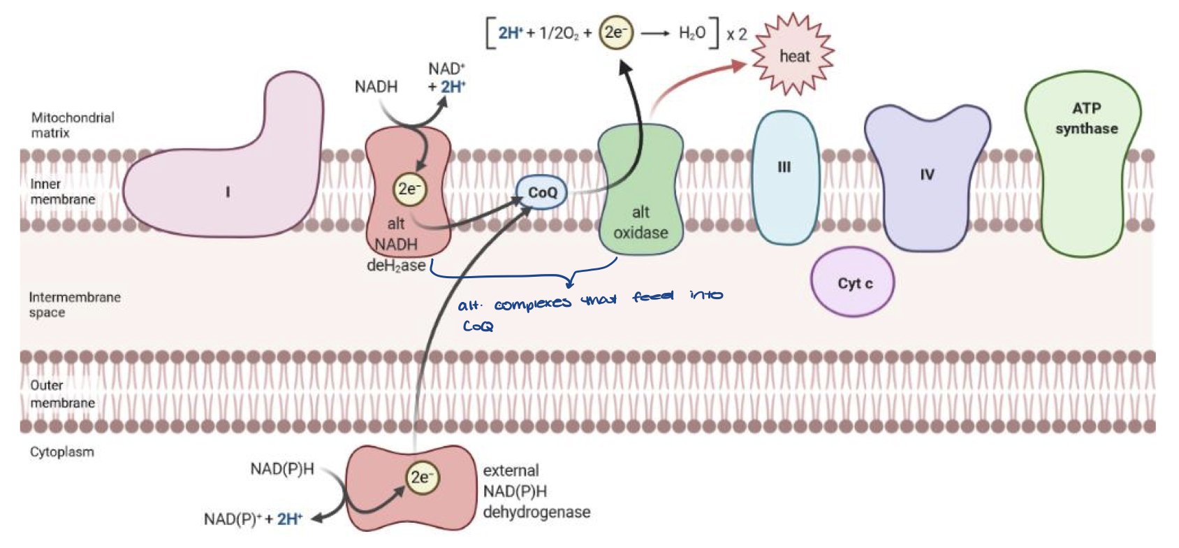 <ul><li><p>oxidase protein transfers H+ and electrons to O2</p></li><li><p>this takes H+ and electrons out of the ETC so no ATP is made</p></li><li><p>also generates heat</p></li></ul>
