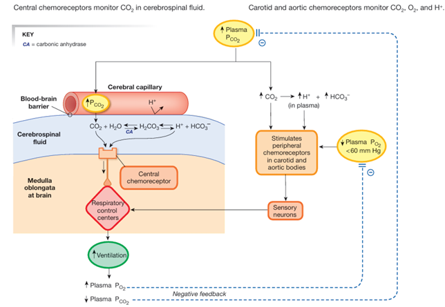 <p>Central chemoreceptors respond to pH changes in the cerebrospinal fluid (CSF).</p><ol><li><p>Carbon dioxide that diffuses across the blood-brain barrier into the CSF is converted to bicarbonate and H+.</p></li><li><p>The produced H+ by this reaction is what initiates the chemoreceptor reflex.</p></li><li><p>Although plasma PCO2 enters the CSF readily, plasma H+ crosses the blood-brain barrier very slowly and therefore has little direct effect on the central chemoreceptors.</p></li><li><p>When plasma PCO2 increases, the chemoreceptors initially respond strongly by increasing ventilation. </p><ul><li><p>CO2 crosses the blood-brain barrier and activates the central chemoreceptors</p></li><li><p>these receptors signal the control network to increase the rate and depth of ventilation</p></li><li><p>enhancing alveolar ventilation and removing CO2 from the blood</p></li></ul></li><li><p>However, if PCO2 remains elevated for several days, ventilation falls back toward normal rates as the chemoreceptor response adapts. </p></li></ol><p></p>