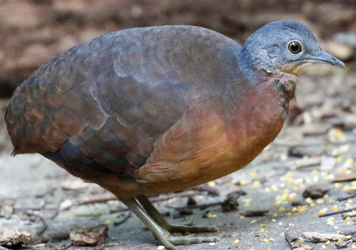 <p>What bird is this?</p>