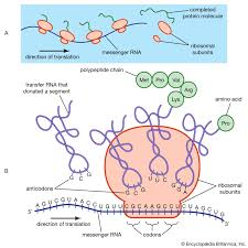 <ul><li><p>formed by <strong>transcription</strong></p></li><li><p>messenger RNA</p></li><li><p>carries protein information from the DNA in a cell’s nucleus to the cytoplasm, where it can then be <strong>translated </strong>into a chain of proteins</p></li></ul><p></p>