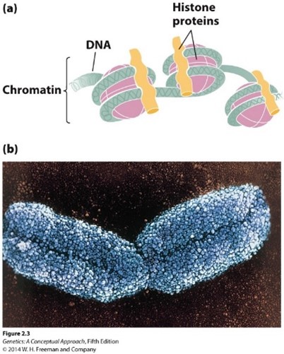 <p>Proteins found in chromatin</p>