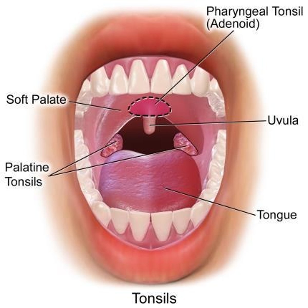 <p>tonsils</p>
