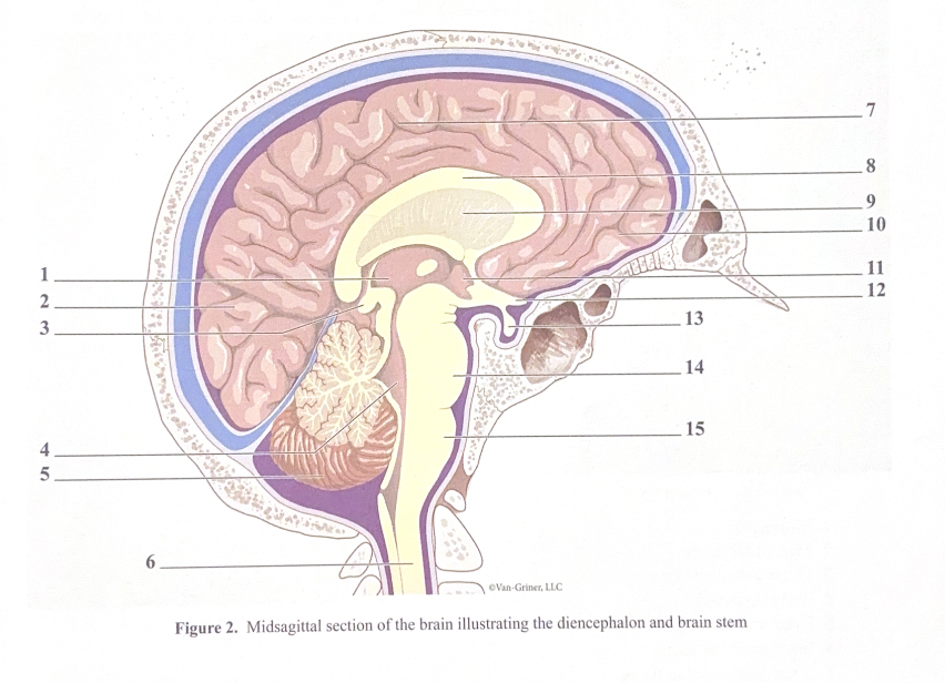 <ol><li><p>Thalamus</p></li><li><p>Occipital lobe</p></li><li><p>Pineal gland </p></li><li><p>4th Ventricle </p></li><li><p>Cerebellum</p></li><li><p>Spinal cord </p></li><li><p>Parietal Lobe</p></li><li><p>Corpus callosum</p></li><li><p>Septum pellucidum </p></li><li><p>Frontal lobe</p></li><li><p>Hypothalamus </p></li><li><p>Optic chiasm </p></li><li><p>Pituitary gland </p></li><li><p>Pons</p></li><li><p>Medulla oblonganta </p></li></ol><p></p>