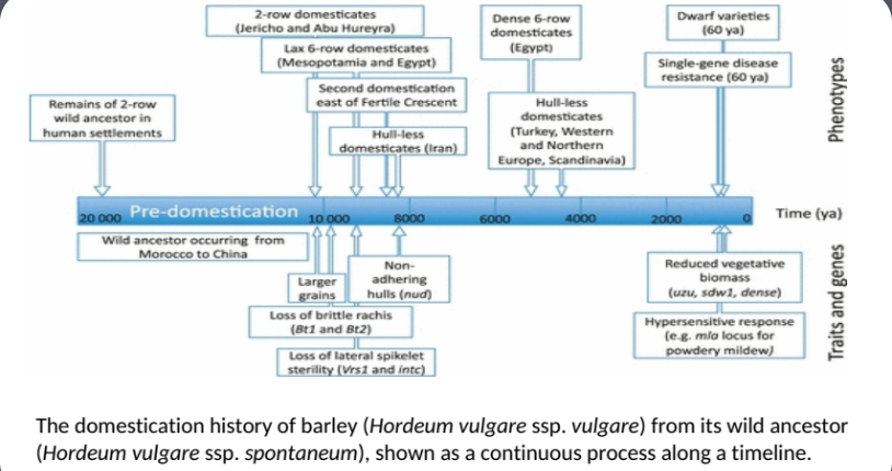 <p>Do all traits arise simultaneously during domestication?</p>