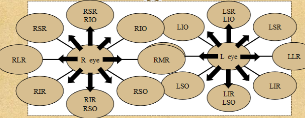 <p><span style="color: #000000">Superior, inferior, lateral and medial rectus muscles and inferior, superior obliques</span><span style="color: #000000"><br></span><span style="color: #000000">Allow movement in all directions of gaze and responsible for position of eye</span></p>